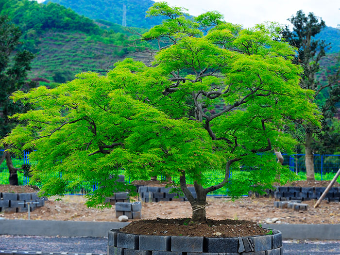 山西羽毛楓