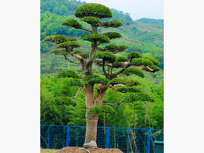 上海羅漢松