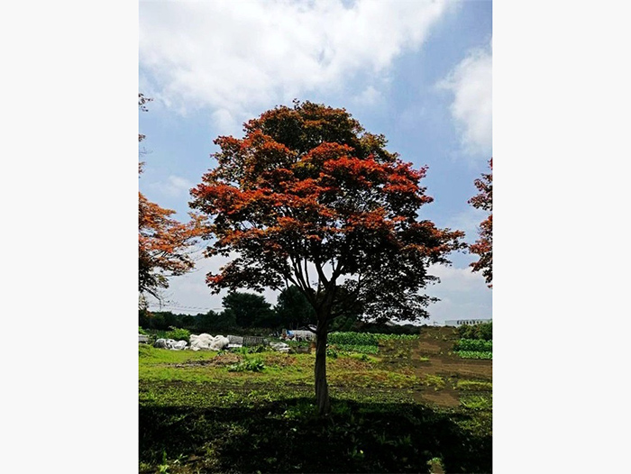 山東紅楓